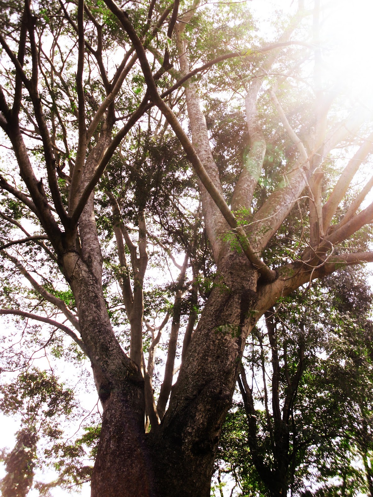Taman Mexico Kebun Raya Purwodadi ~ Petualangan Malang