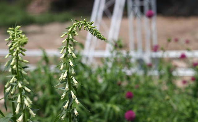 Digitalis Lutea Flowers Pictures