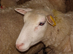 Fleece in Waiting!