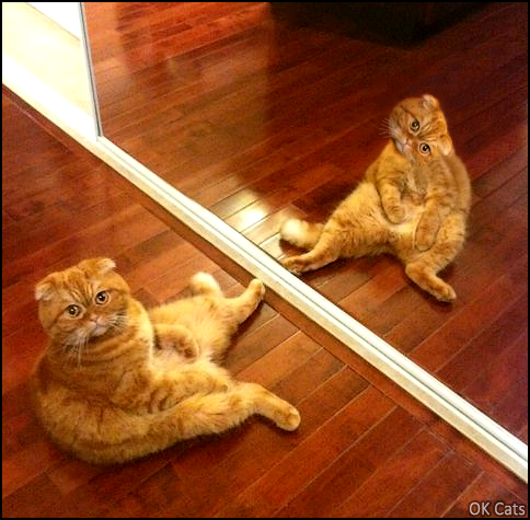 Photoshopped Cat picture • Weird ginger Scottish Fold cat looking at cameraman twice at the same time! [ok-cats-gifs.com]