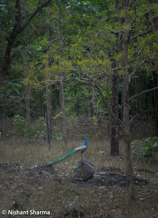 During the breeding season, which usually takes place from March to June, the male peacock displays its feathers in a magnificent manner to attract a mate. This display involves fanning out the long feathers on its tail and spreading out its wings to create a beautiful and mesmerizing display. The display is accompanied by a loud call, which can be heard from a distance.  In addition to their stunning beauty, peafowl play an important ecological role in Kanha National Park. They help control the population of insects and small animals, thereby contributing to the balance of the ecosystem. Peafowl are also important prey for predators such as tigers and leopards, which are the top predators in the park.