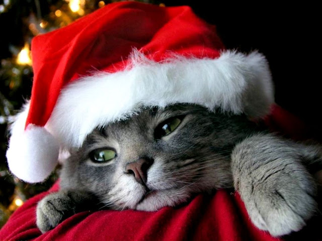 Kitty Christmas Kittens Wallpaper free Download HD 