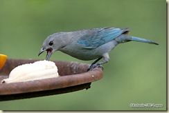 sanhaco_cinzento__comendo