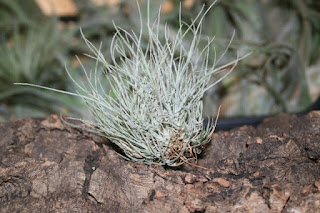 tillandsia setacea