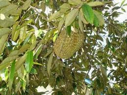 Contoh Proposal Usaha Budidaya Durian