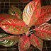 Budidaya Aglaonema