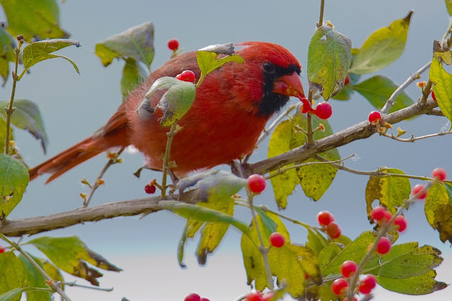 The Attractive Northern Cardinals birds