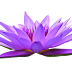 flower-Water-lily-free-png-without watermark-without background-licence free-image-vector-download