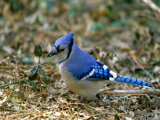 The Blue Jay Bird