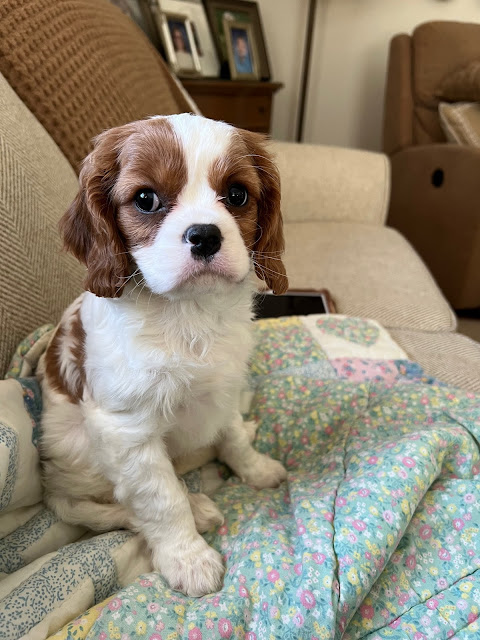 Photo of a Cavalier King Charles Spaniel puppy.