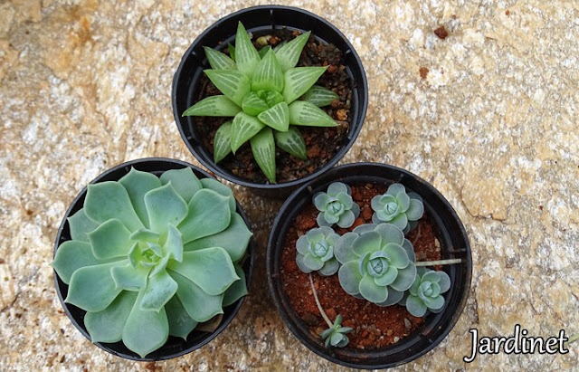 Suculentas Haworthia