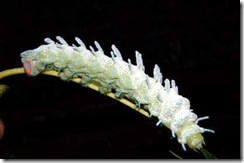 Atlas_Moth_FULL_CATT1