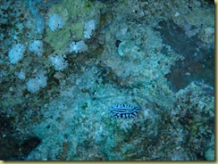 Nudibranch