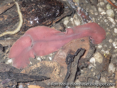 Mangrove Flatworm