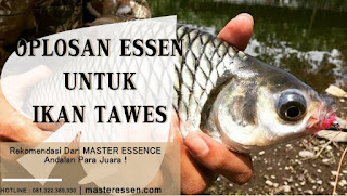 Oplosan Essen Untuk Ikan Tawes