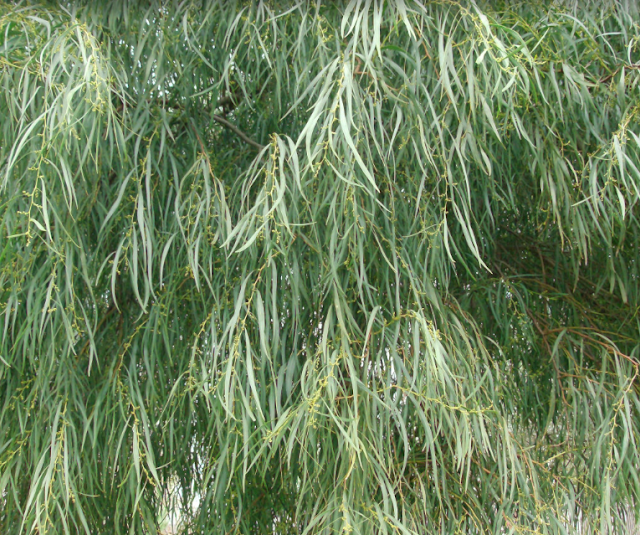 Fresh organic eucalyptus ( sufeda ) leaves available for medicine use