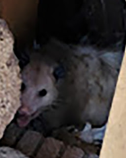 Mama Possum