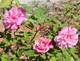 Rosa de Té,Rosal antiguo,Rosales antiguos,Rosas tipo Té,Rosas viejas,colonias,perfumes,fragancias,olor,olores