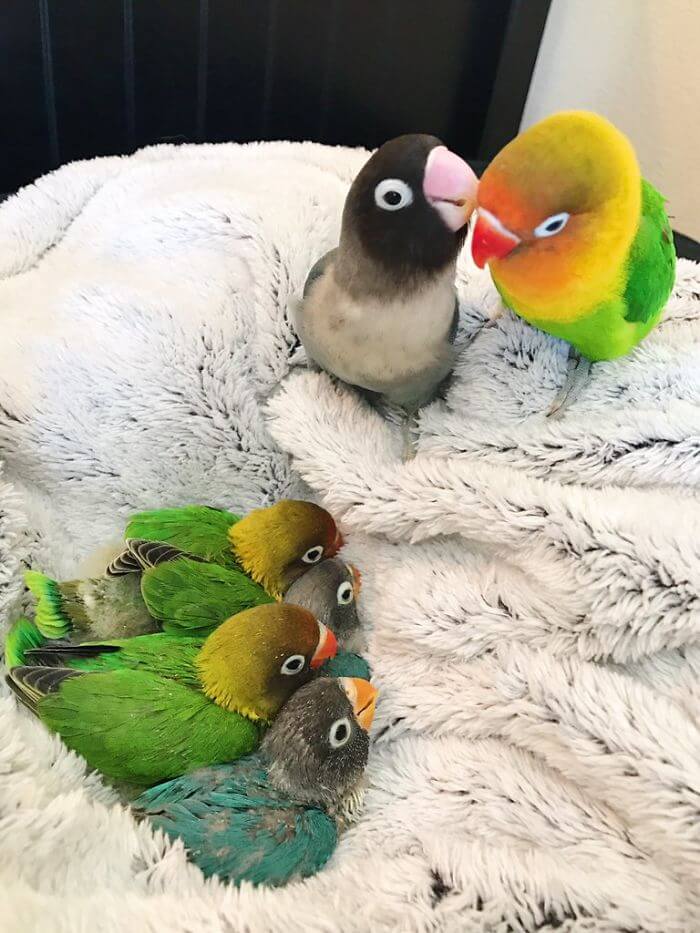 Kiwi And His Goth Girlfriend Had Four Babies, And Their Colorful Story Stole Our Hearts