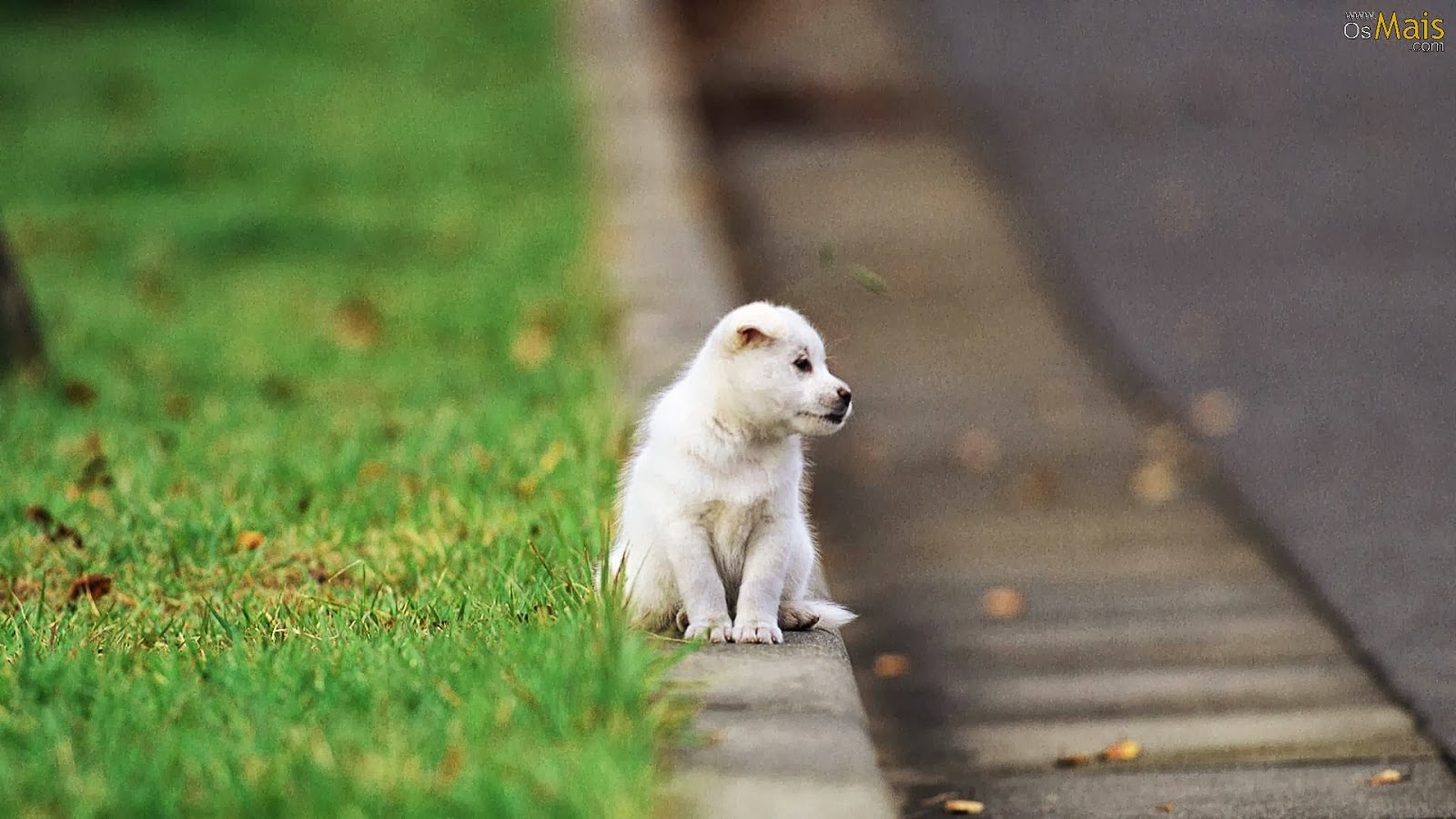 Mirar fotos de cachorros mejora la productividad Clarín - fotos de cachorros de animales