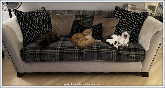 The BBHQ Midweek News Round-Up ©BionicBasil® Relaxing On The Sofa with Pandora, Fudge and Melvyn