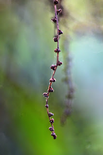 tropical plant on bokeh background