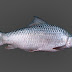 Fish: Cirrhinus mrigala Mrigal | fish | fishing | angler fish | goldfish |