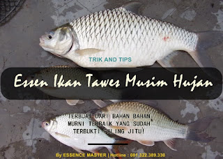 Essen Ikan Tawes Khusus Musim Hujan