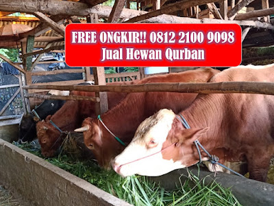 FREE ONGKIR!! 0812 2100 9098 Jual Hewan Qurban, Jual Sapi Qurban, Jual Kambing Qurban, Jual Sapi Limosin, Jual Hewan Qurban 2020, Jual Kambing Kurban, Jual Sapi Kurban, Jual Kambing Qurban 2020, Jual Sapi Murah, Jual Sapi Bali.