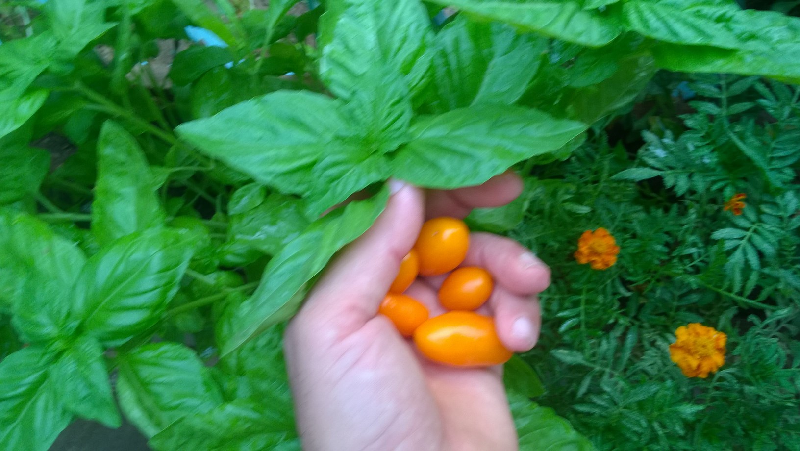 sweet basil and tomatoes