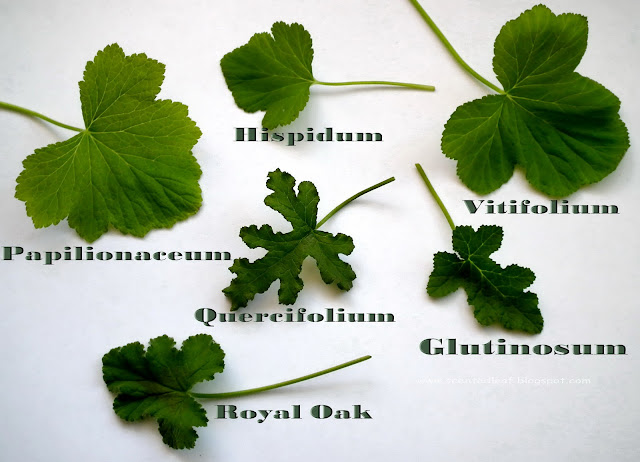  Various shapes of balsam scented pelargonium leaves