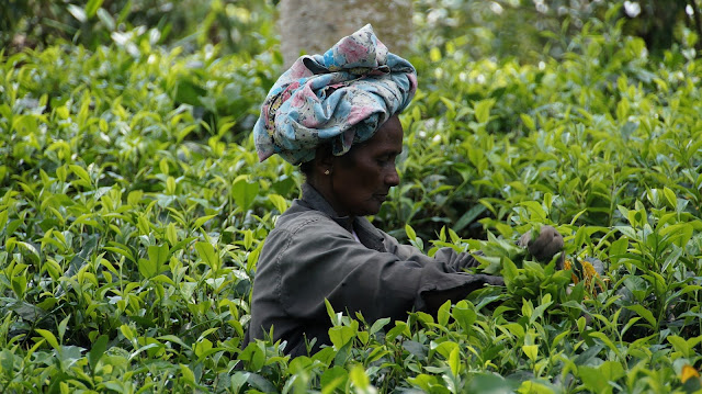 Sri Lankan Tea Harvest