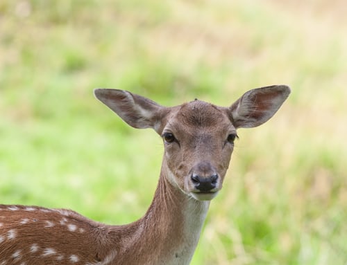 Bambi.