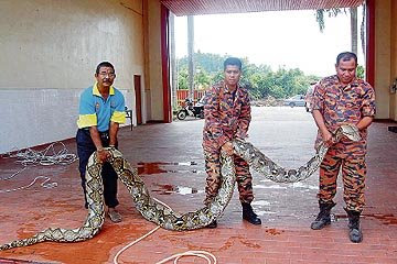 Bomba tangkap sawa batik 120kg