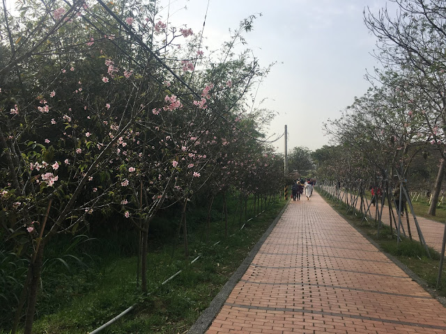 cherry blossom, shanshang, tainan, taiwan