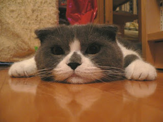 scottish fold cat pussy grimalkin mace pisik kotka gat macka kocka kass pusa kissa gato katze macska kottur kakis kate qattus kot pisica katt kedi con meo kucing pets huisdieren animaux de compagnie Haustiere animais Animale de companie animales domesticos husdjur Evcil Hayvan anifeiliaid anwes domace zvali binatang kesayangan augintiniai animali domestici peatai bet kay lemmikit mga alagang hayop domaci zvirata kucni ljubimci animals domestics maskotak binatang peliharaan breeds