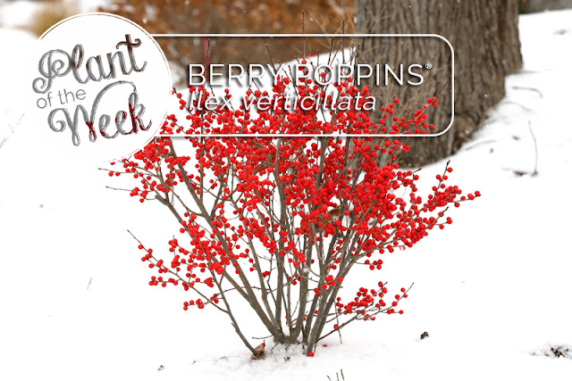 Plant of the Week: Berry Poppins winterberry holly