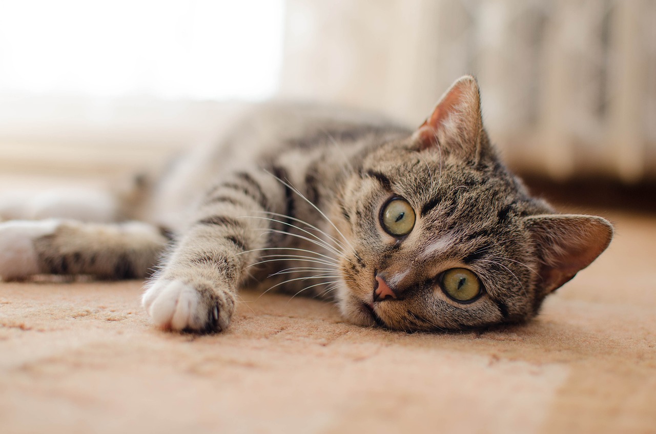 Gambar Kucing  Comel dan Manja Anak Kucing  Lucu dan Paling 