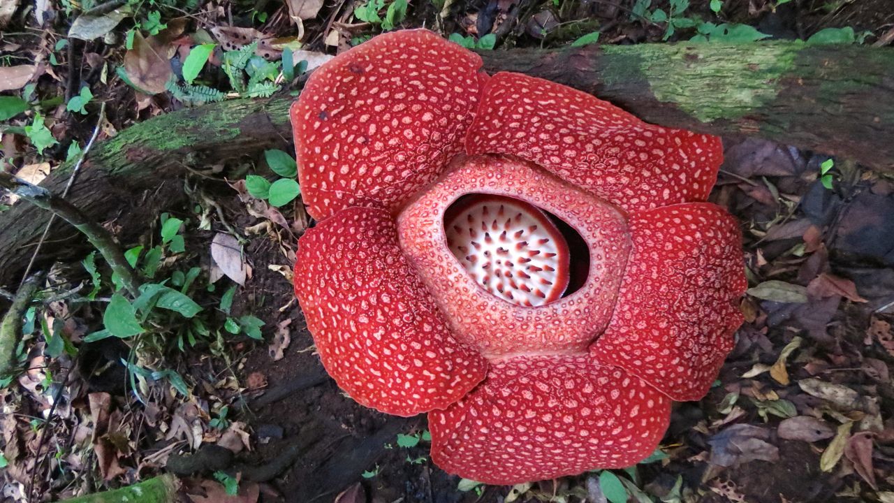 Jenis atau Ciri Flora Asiatis dan Australis di  Indonesia