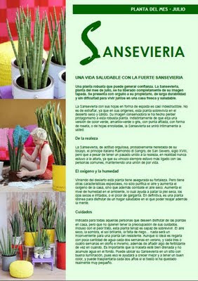 sanseveria