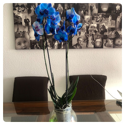 Orquídea-azul