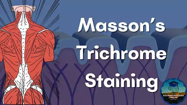 Masson’s Trichrome Staining by Doctor-Dr