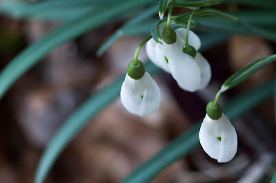 Galanthus nivalis