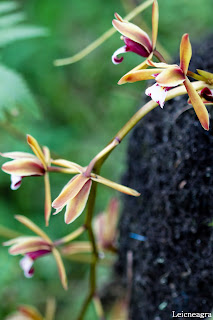 Cymbidium finlaysonianum