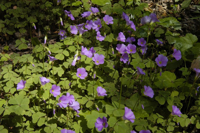 Кислица фиолетовая (Oxalis violacea)