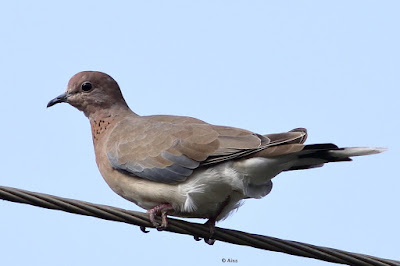 Laughing Dove