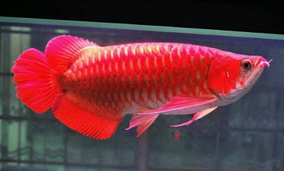 Harga Ikan Arwana Super Red
