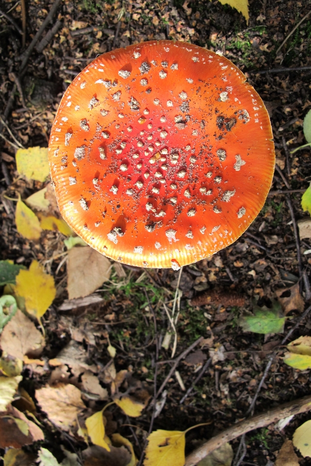 fungus - Amanita Muscaria