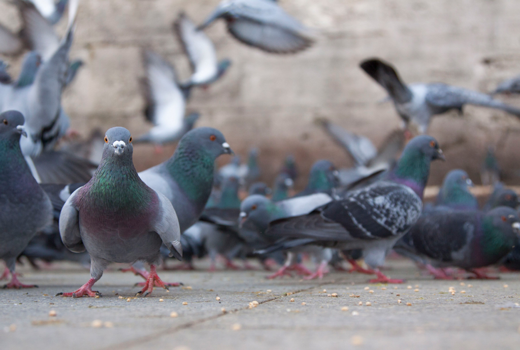 How to Keep Pigeons Away from Power Plants