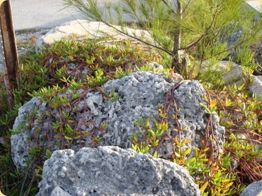 Drive Thru Florida Keys 349